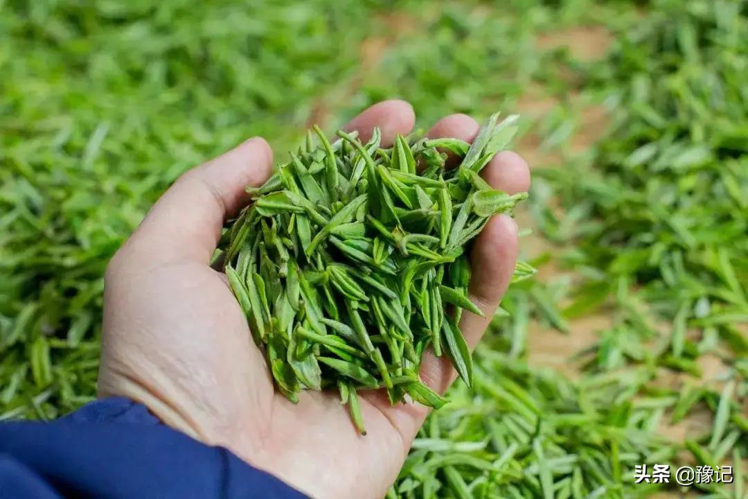 信阳毛尖小浑淡和大清浓谁正宗,信阳毛尖为什么叫小浑蛋