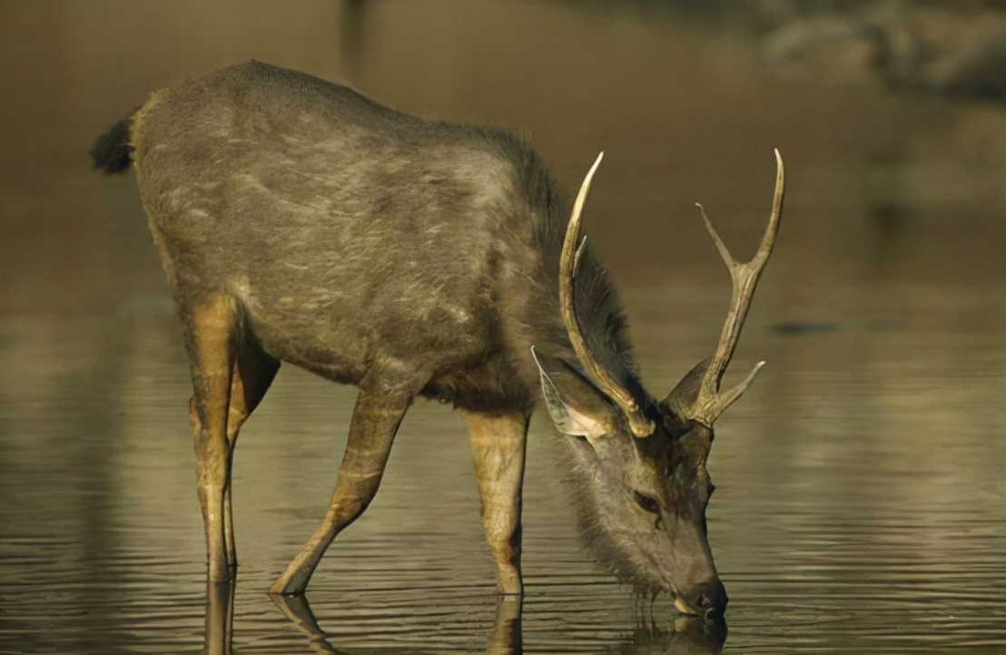 四不像是哪种珍稀动物,四不像姜子牙坐骑真实存在