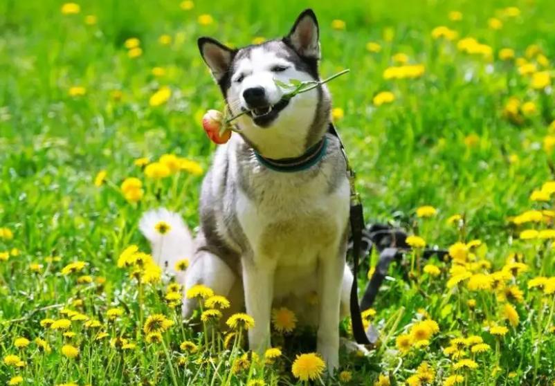 狗狗姨妈期间可以不用生理裤吗,狗狗穿生理裤好还是纸尿裤好