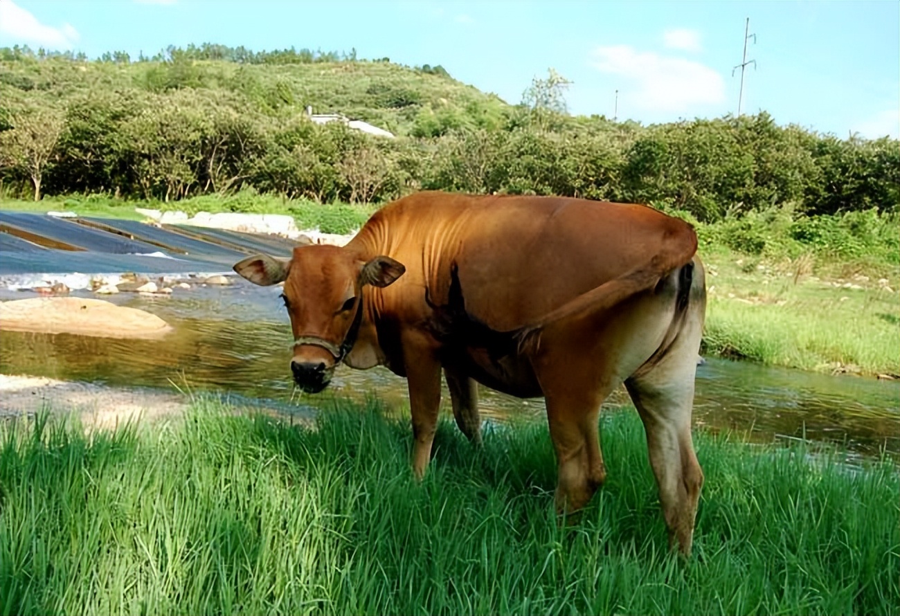 牛不吃什么原因最简单解决方法,牛突然不怎么吃不怎么喝水了