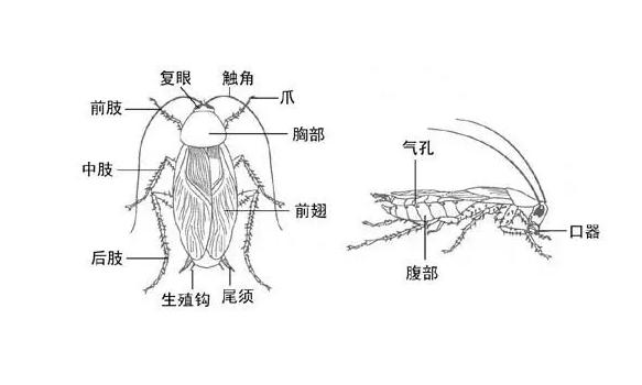 治蟑螂的最佳方法蟑螂最怕什么,驱赶蟑螂却不杀死蟑螂的方法