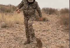 印度一头豹子被汽车碾压死亡,印度花豹被豪猪刺视频