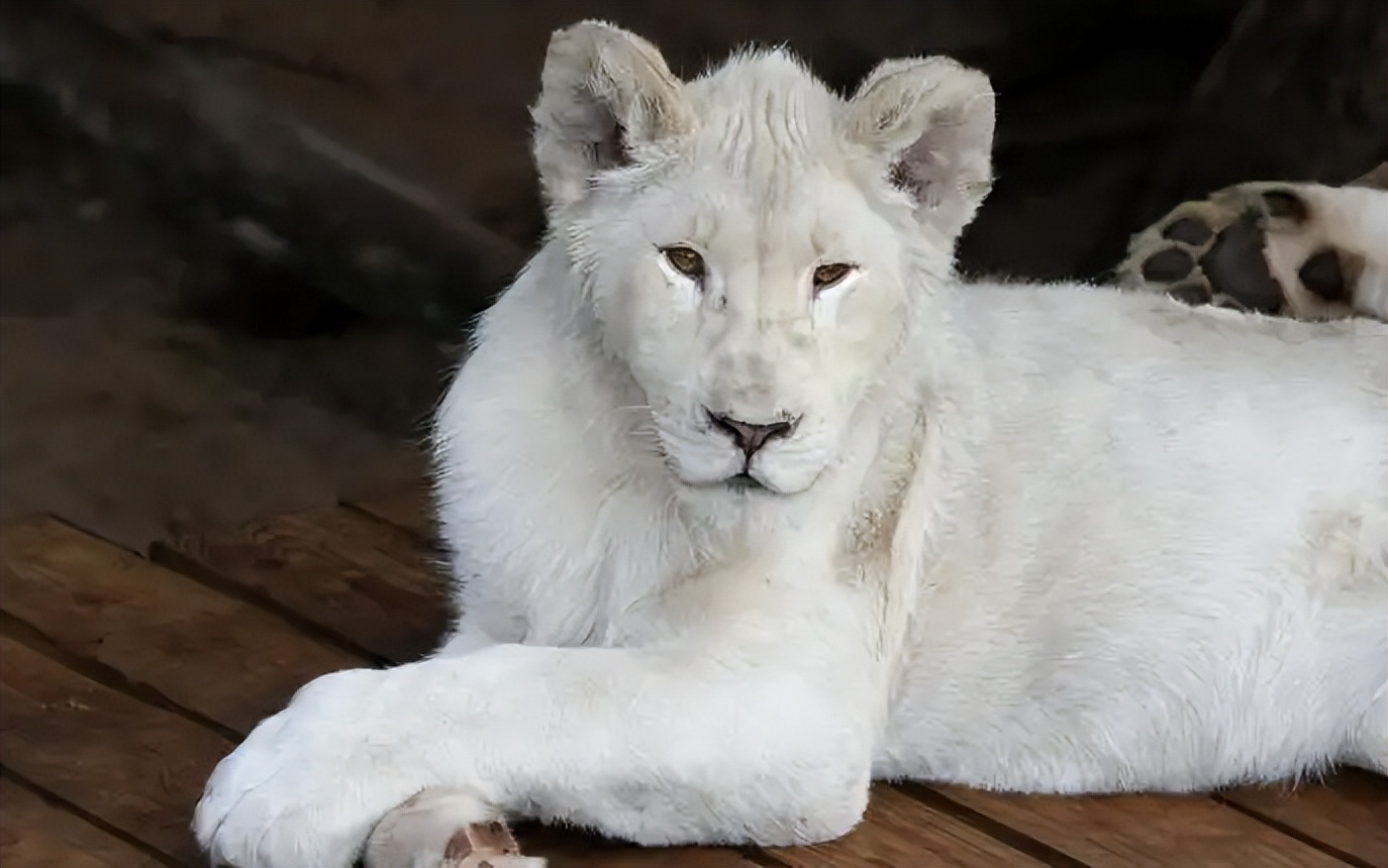 内蒙古罕见的白狼,内蒙古白狍子