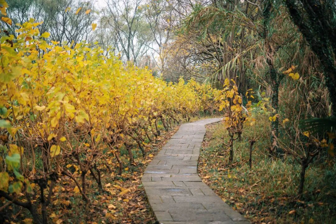 春天的潺潺溪水,春天的顶流