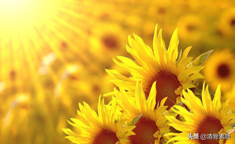 父子偷电缆被抓获,父子偷电缆