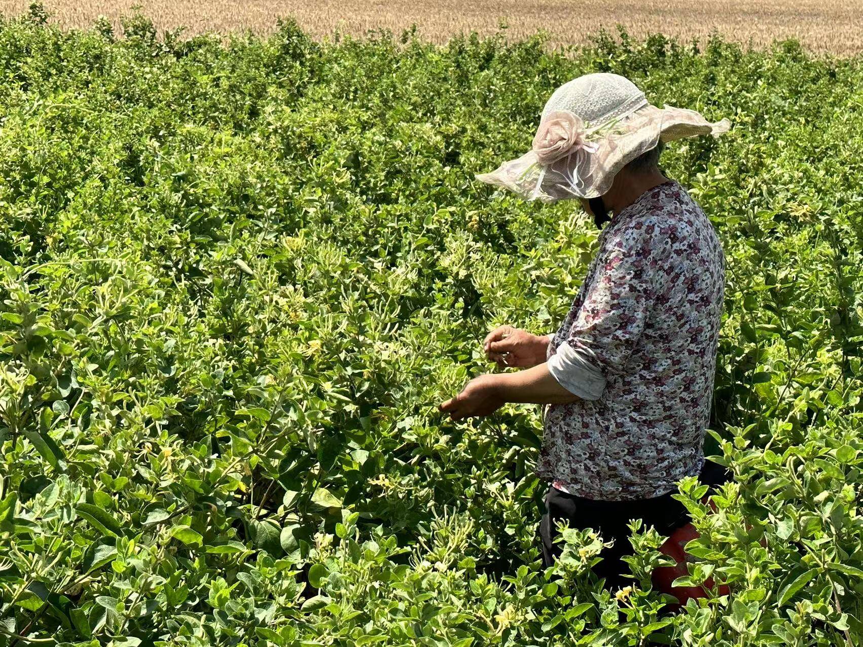 金银花种植奔小康,金银花开成乡村振兴致富花