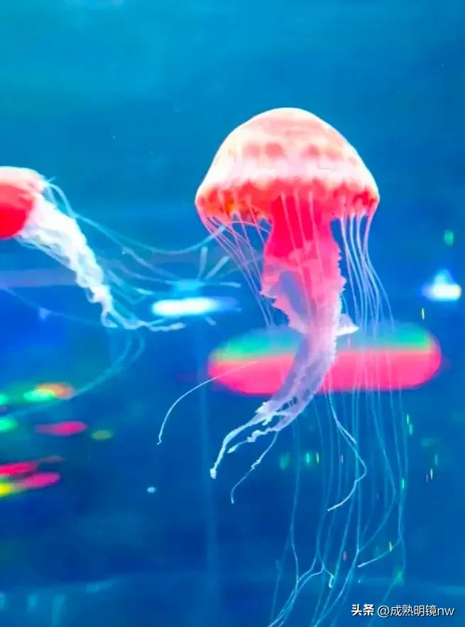 奇怪又美丽的水母,透明漂亮的水母