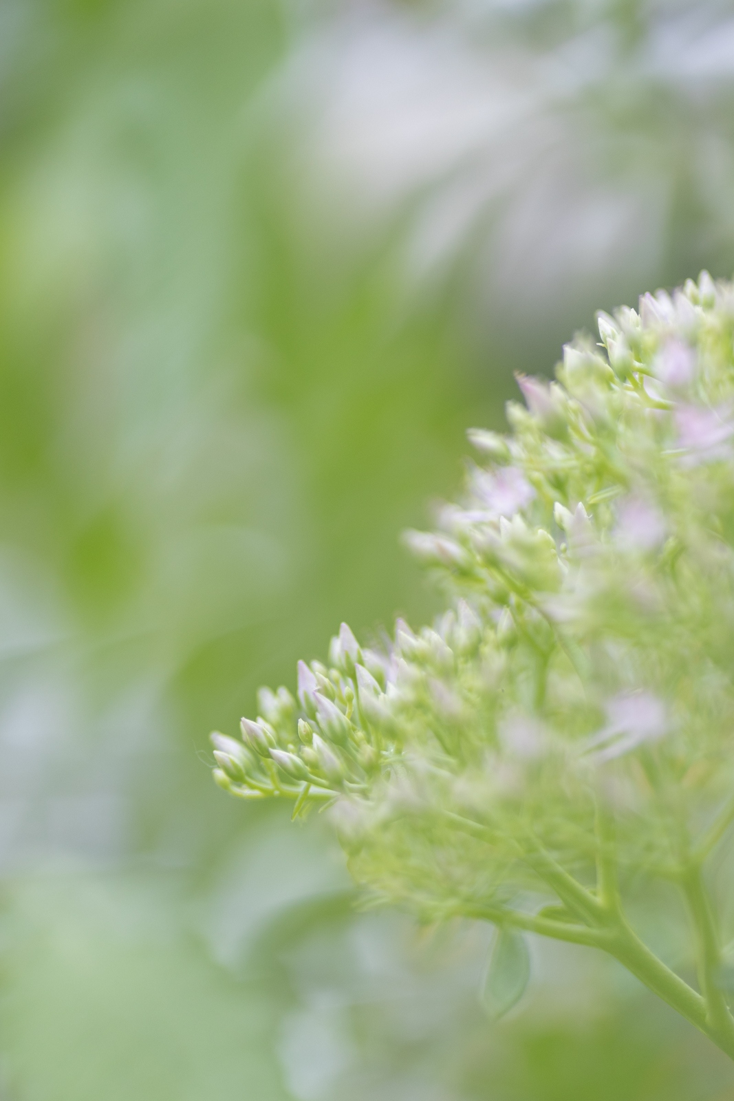 佳能eosr10实拍效果,佳能eosr10怎么样