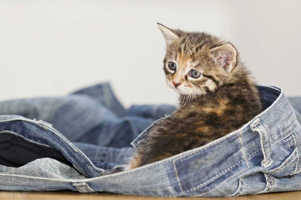 新手小白养猫需要做哪些功课,新手小白养猫要注意什么