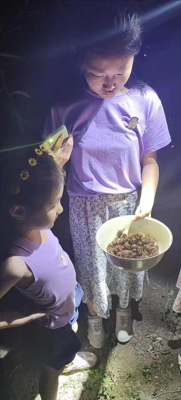 丽水市知了批发多少钱一斤,浙江丽水收知了多少一斤