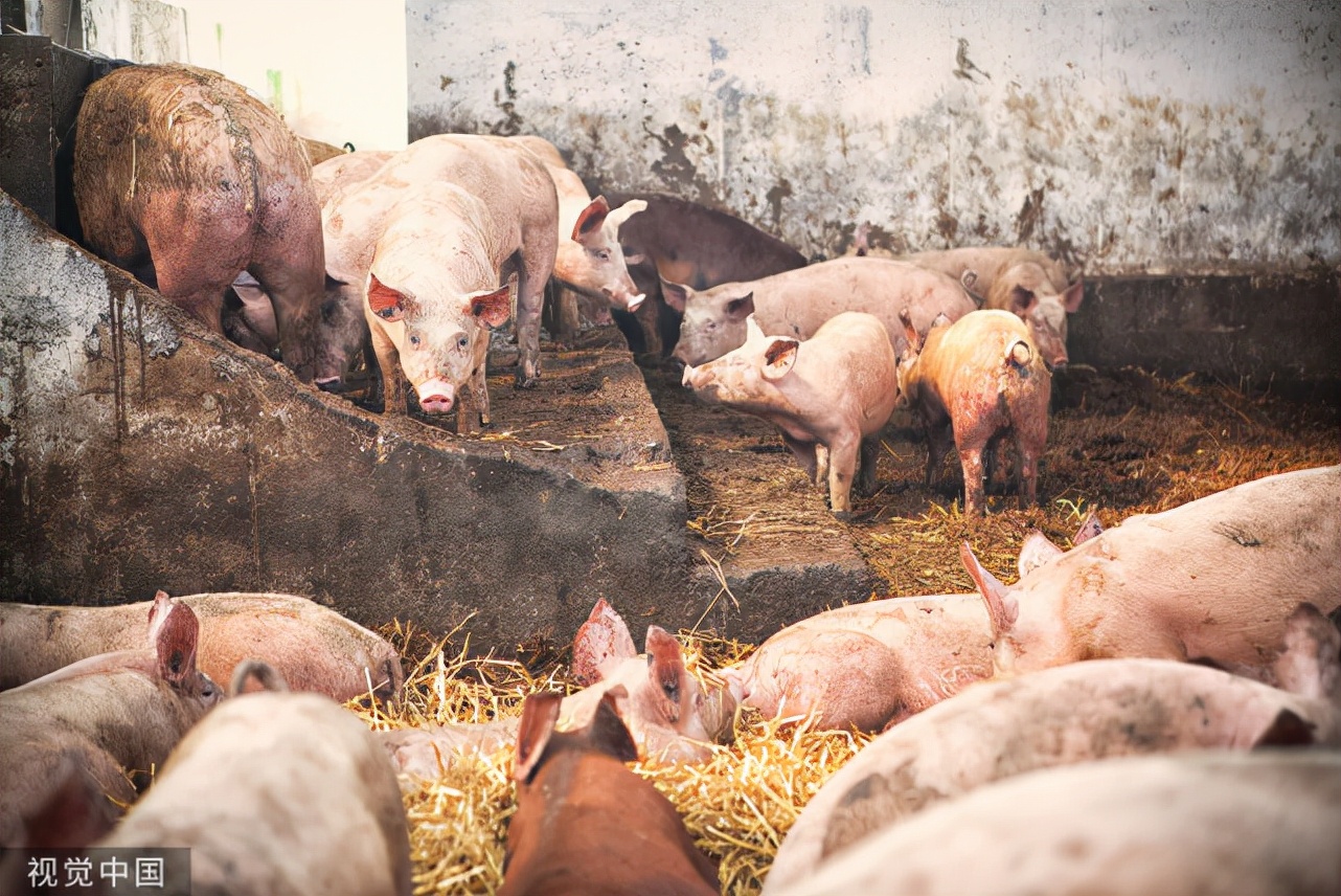 猪流鼻涕喘气咳嗽是怎么治疗,猪咳嗽久治不愈的原因