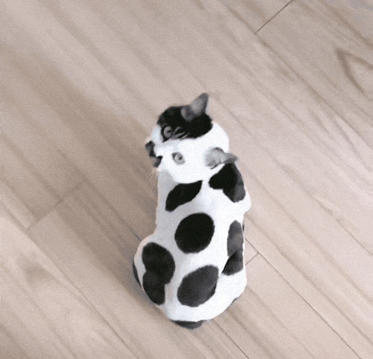 世界杯火了的猫,足球世界杯猫