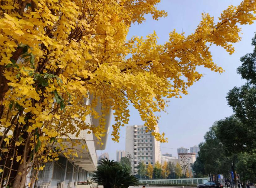 深圳新建985211的大学,深圳引进的两所985大学