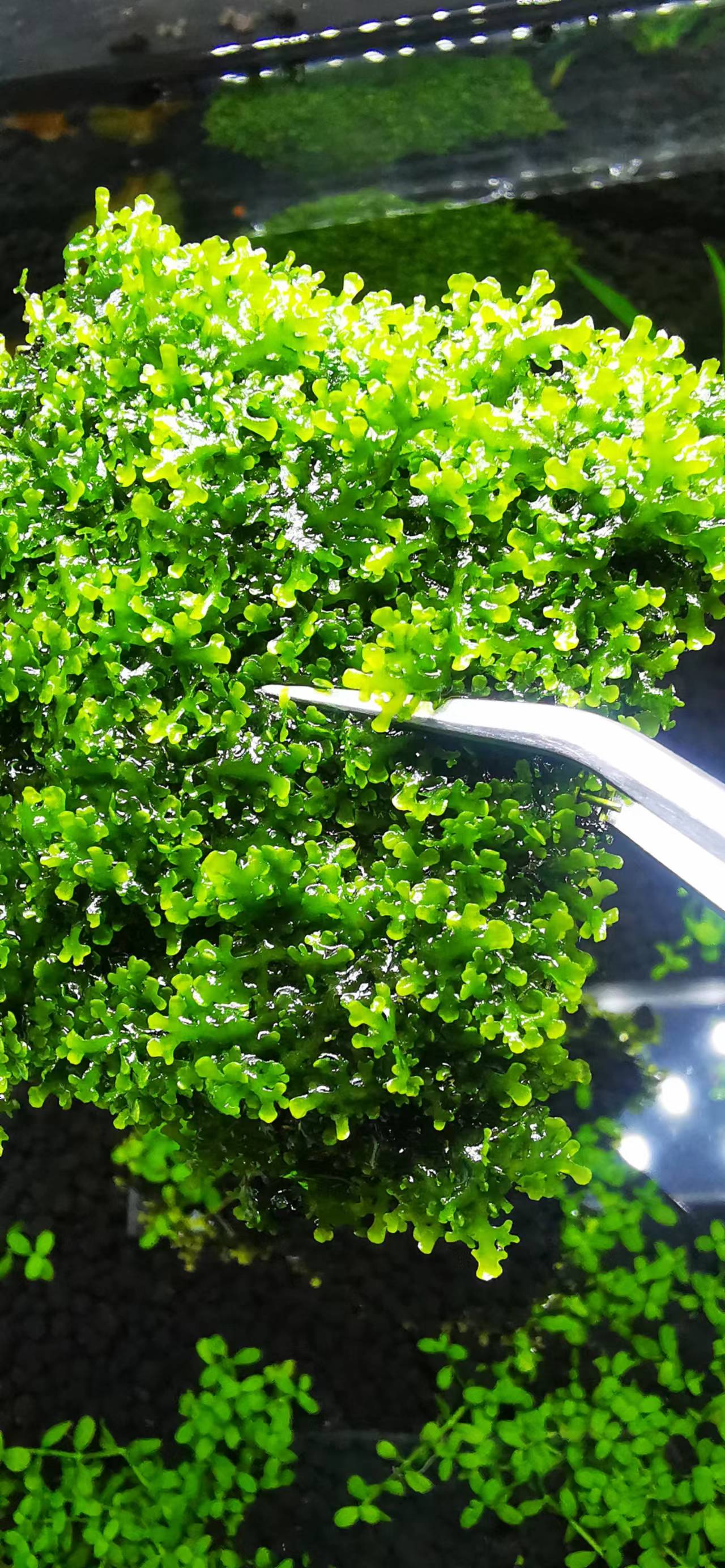 藻类植物可以预防疾病吗,杀菌盐可以预防藻类吗