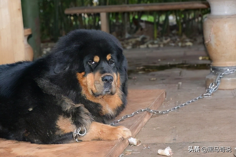 濒临灭绝藏獒,藏獒濒临灭绝