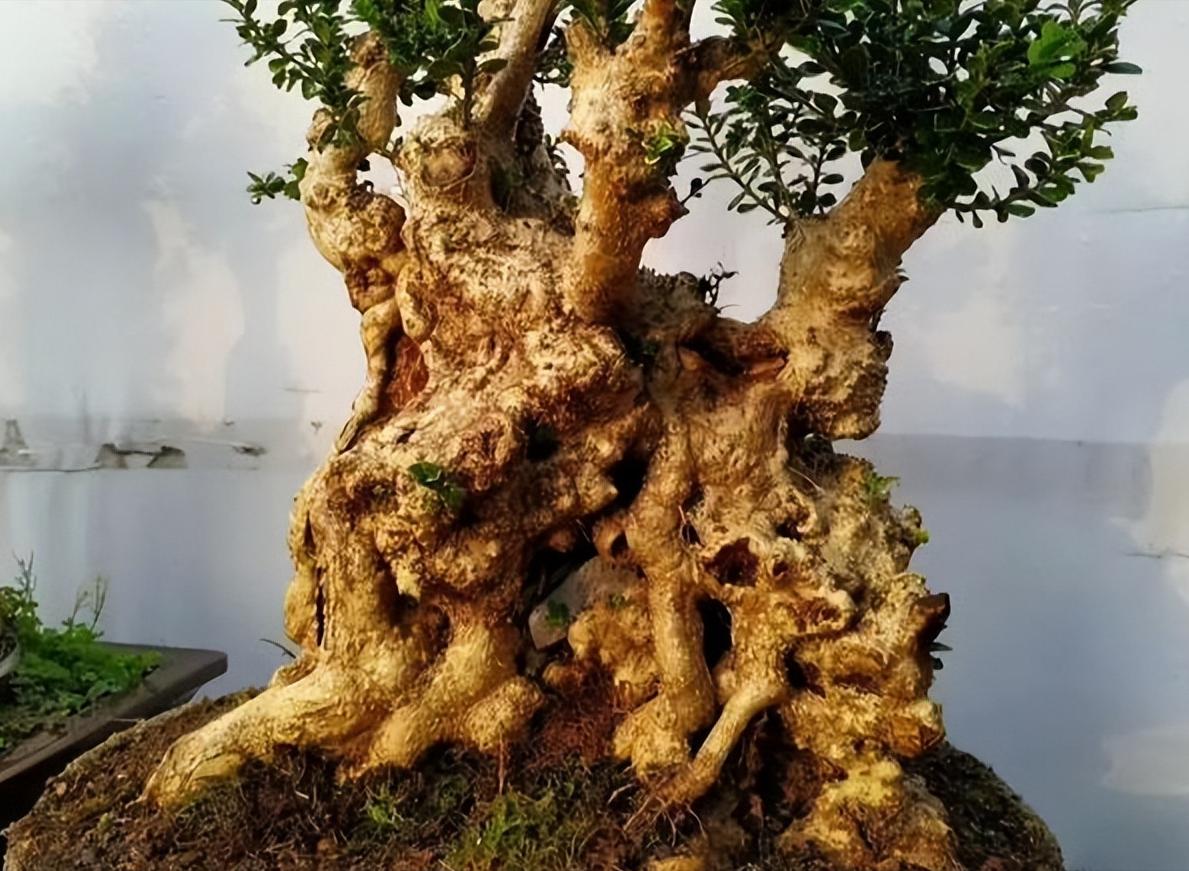 养桩,养盆景桩全部用河沙可以吗