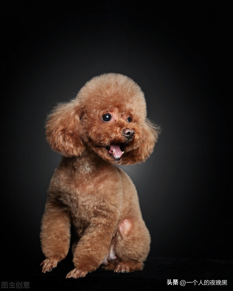 性格比较乖巧听话的狗狗品种推荐,性格好的狗狗中型犬