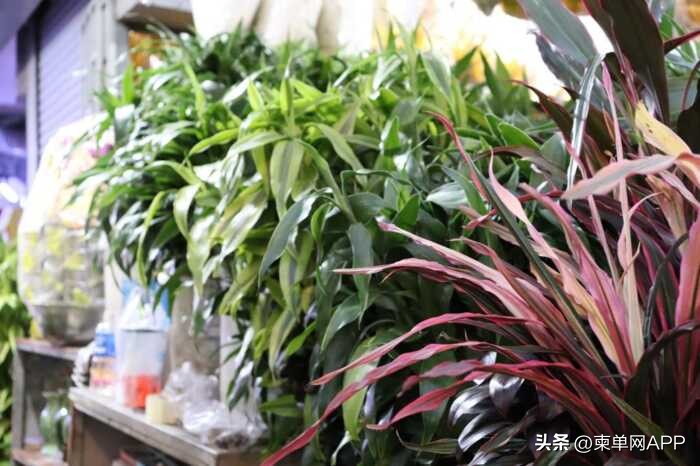 柬埔寨热销商品,柬埔寨绿植盆栽