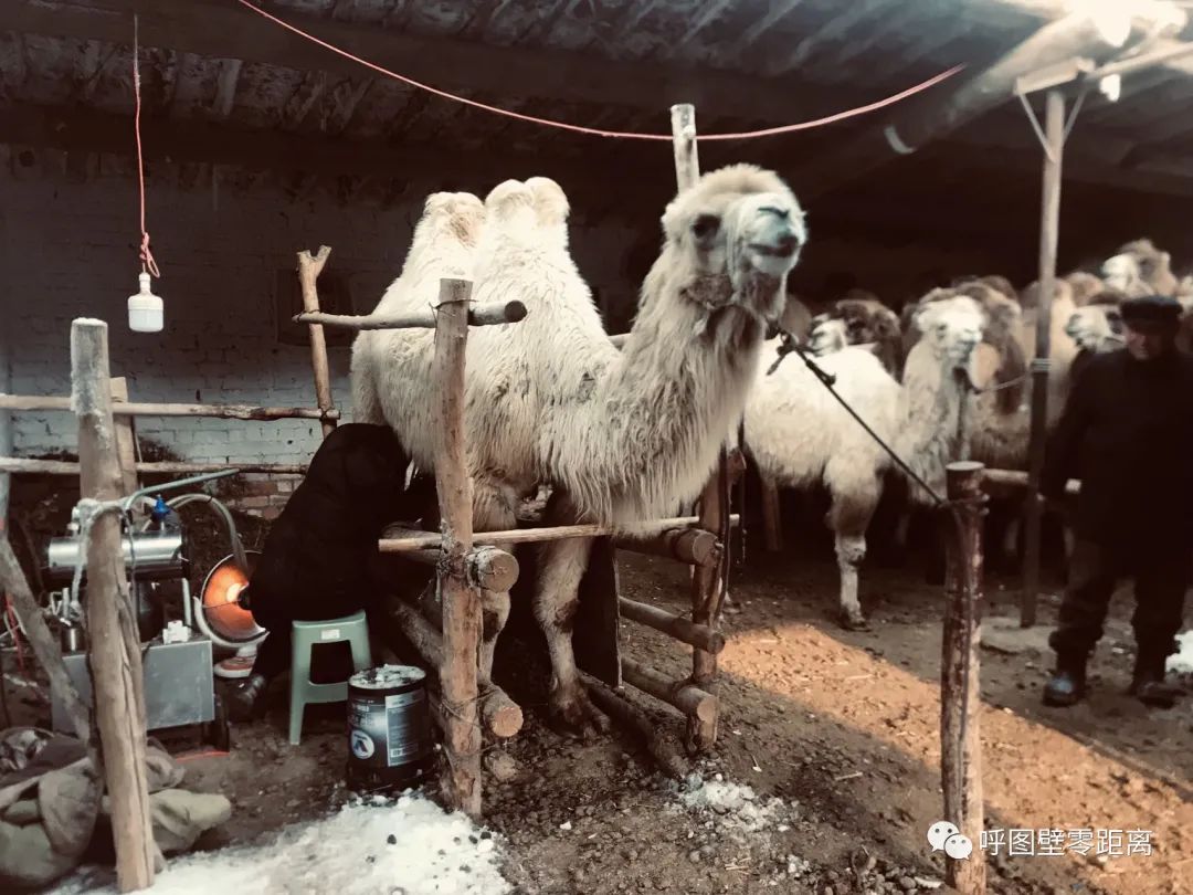 骆驼养殖带动乌苏农牧民增收故事,骆驼养殖乡村振兴