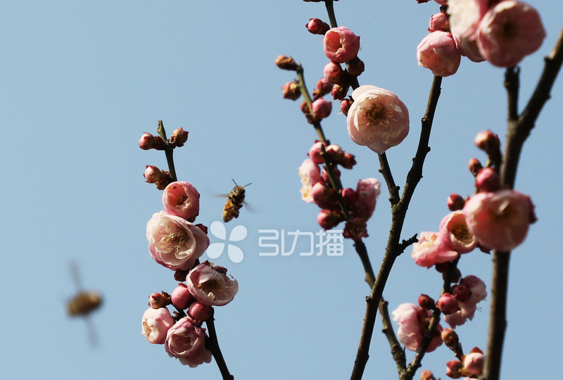 中国赏梅好去处苏州赏梅花,苏州十大赏梅胜地你去过几个