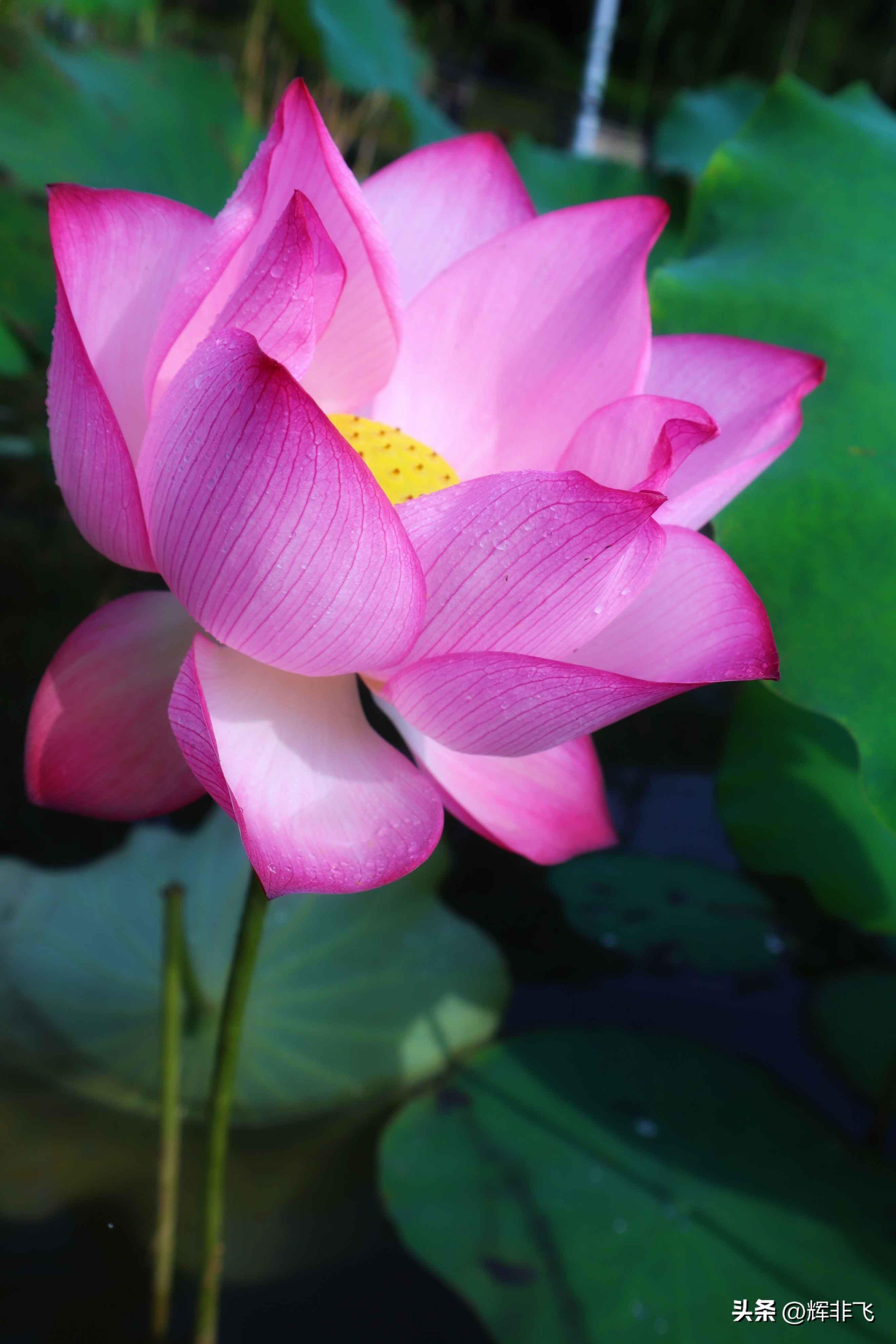 十首绝美的咏荷的词,写意最经典咏荷诗词