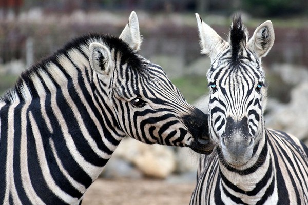 世界旅游地图揽胜—欧洲英国埃塞克斯郡