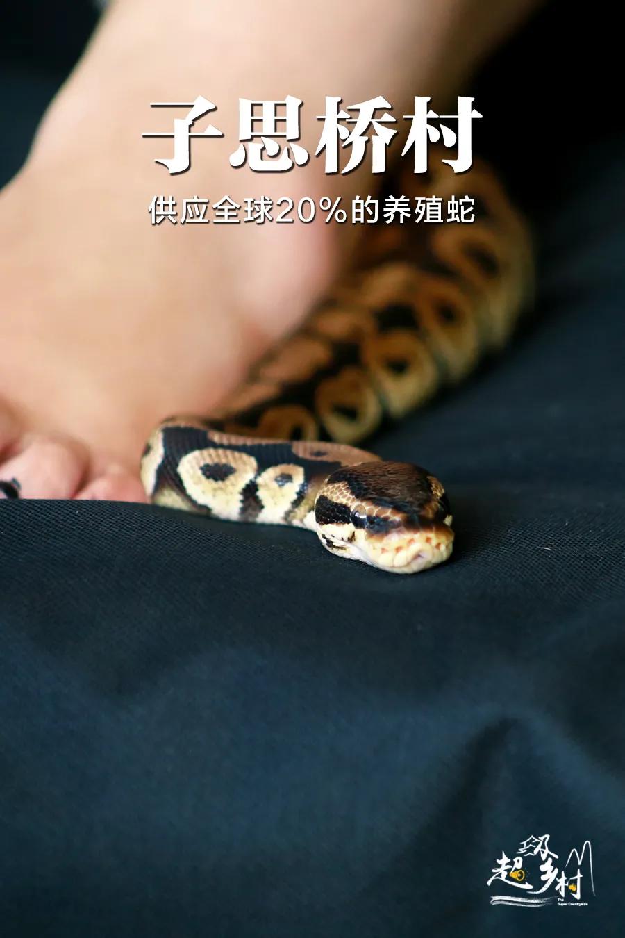 每晚枕着上万条蛇入眠,这里的村民为了脱贫能有多拼?