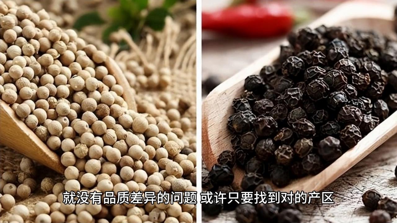 黑胡椒为何要转一下,黑胡椒介绍