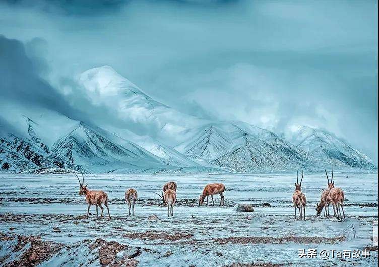 索南达杰可可西里无人区真实视频,索南达杰最后一次进入的可可西里