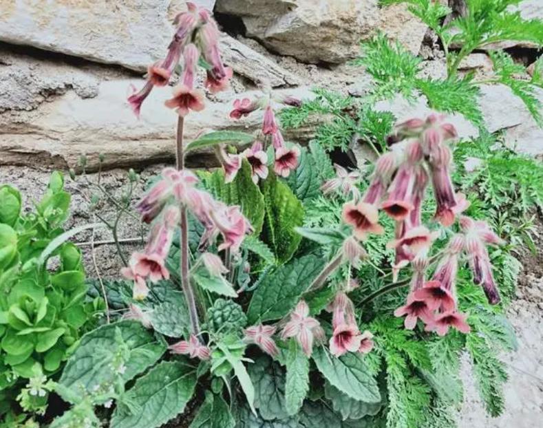 脱毒地黄试管苗的微扦插快繁技术研究