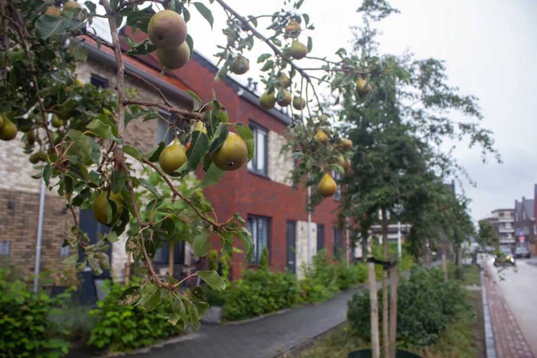 一个可以食用的绿色社区|RijnvlietEdibleNeighborhood