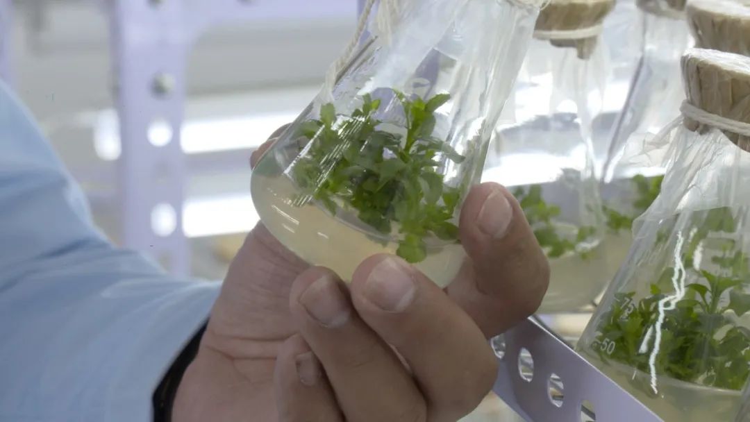 2023乡村振兴申报项目及补贴,振兴乡村国家有哪些资金扶持项目