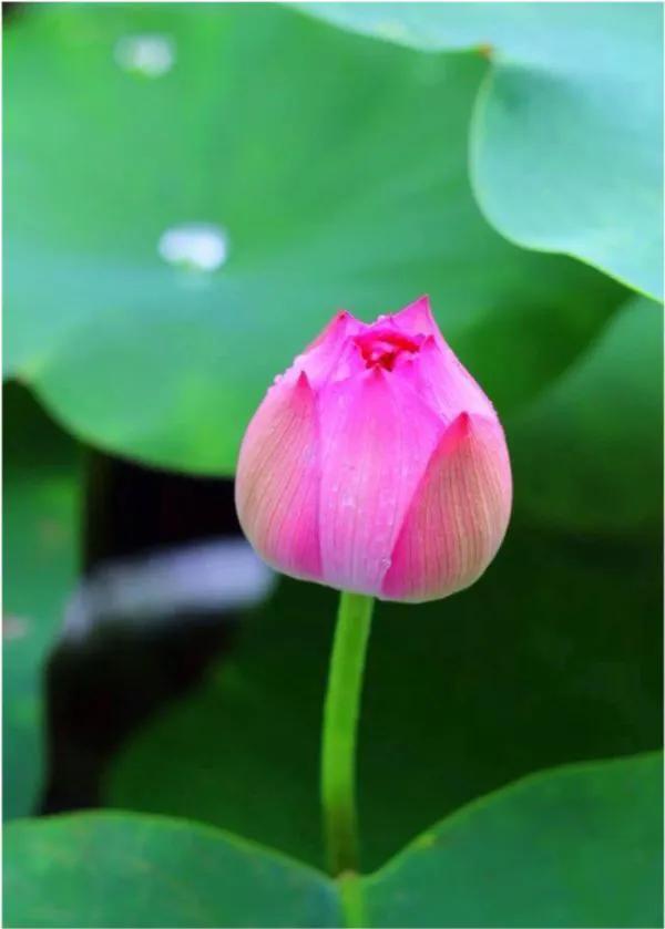 濯清涟而不妖的清的意思,濯清涟而不妖的濯字是什么意思