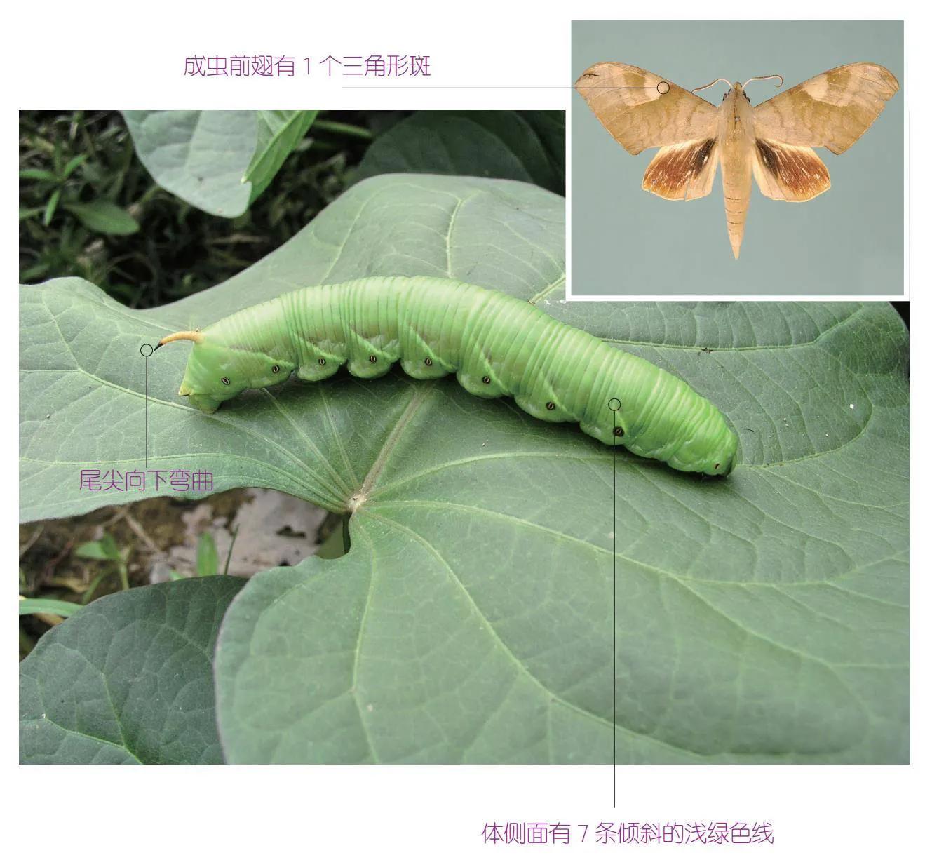 30种可以吃且美味的虫子图,33种昆虫图片大全