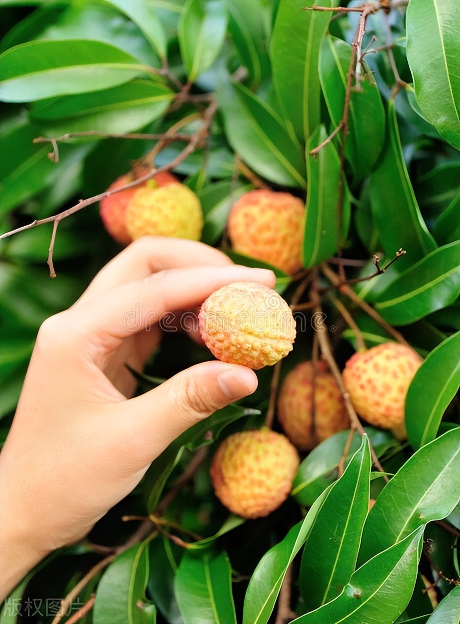 广州出发-中山2天游，打卡银坑逍遥谷+*钟金**湖公园+采摘荔枝