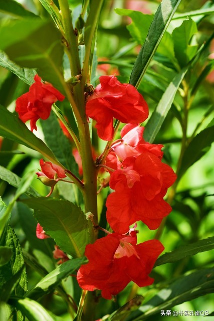 凤仙花指甲笔官方旗舰店,凤仙花歌曲