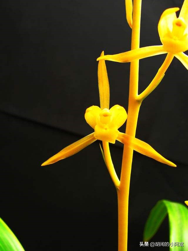 “兰为王者香，芬馥清风里”，这种兰花，浓香四溢，一朵香满屋