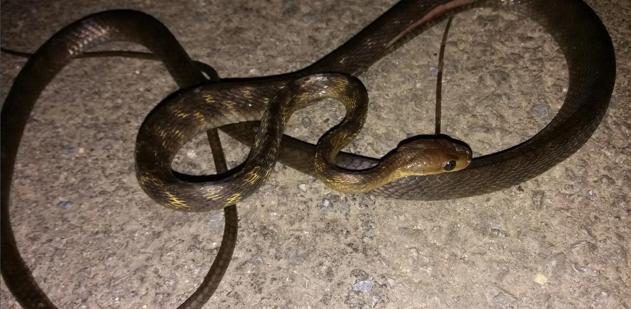 蛇类大全图鉴,蛇类大全