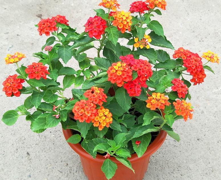 五色梅开花后结果怎么办,五色梅枝条发芽后几天能开花