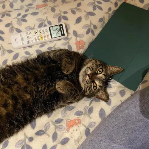 九种常见的田园猫,新手适合养的田园猫品种