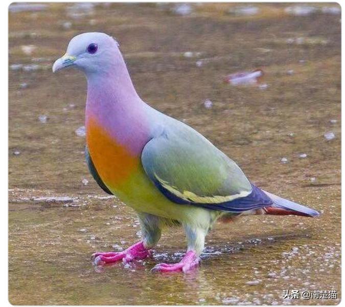 分享各种各样的动物,保证你没见过的20种新动物