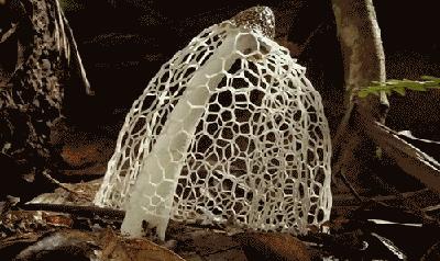 竹荪八珍,美食八珍之一竹荪