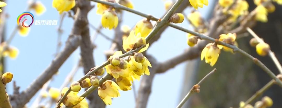 正月赏腊梅梅香正浓,腊梅花开赏梅花