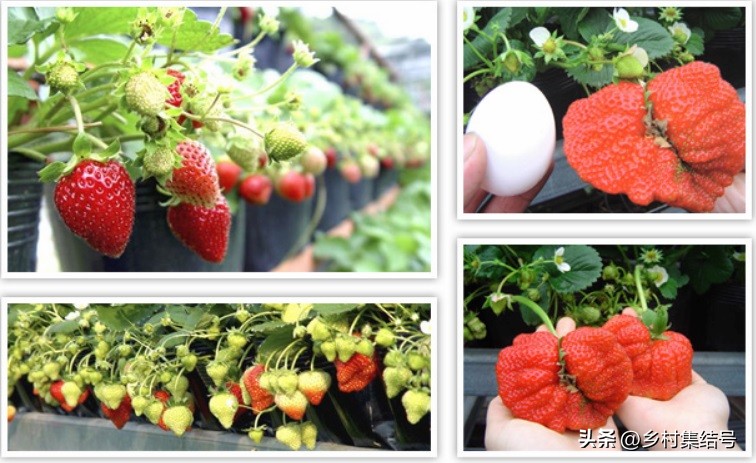 台湾番茄农场,低成本打造高颜值农场