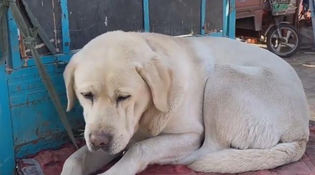 狗狗疼痛时的12个表现,狗狗疼痛的10个表现