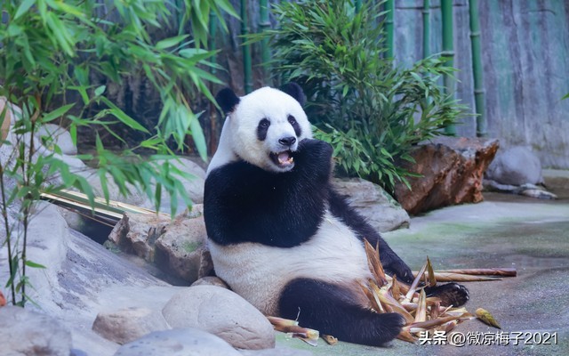 为啥要认养熊猫,认养熊猫熊猫是自己的吗