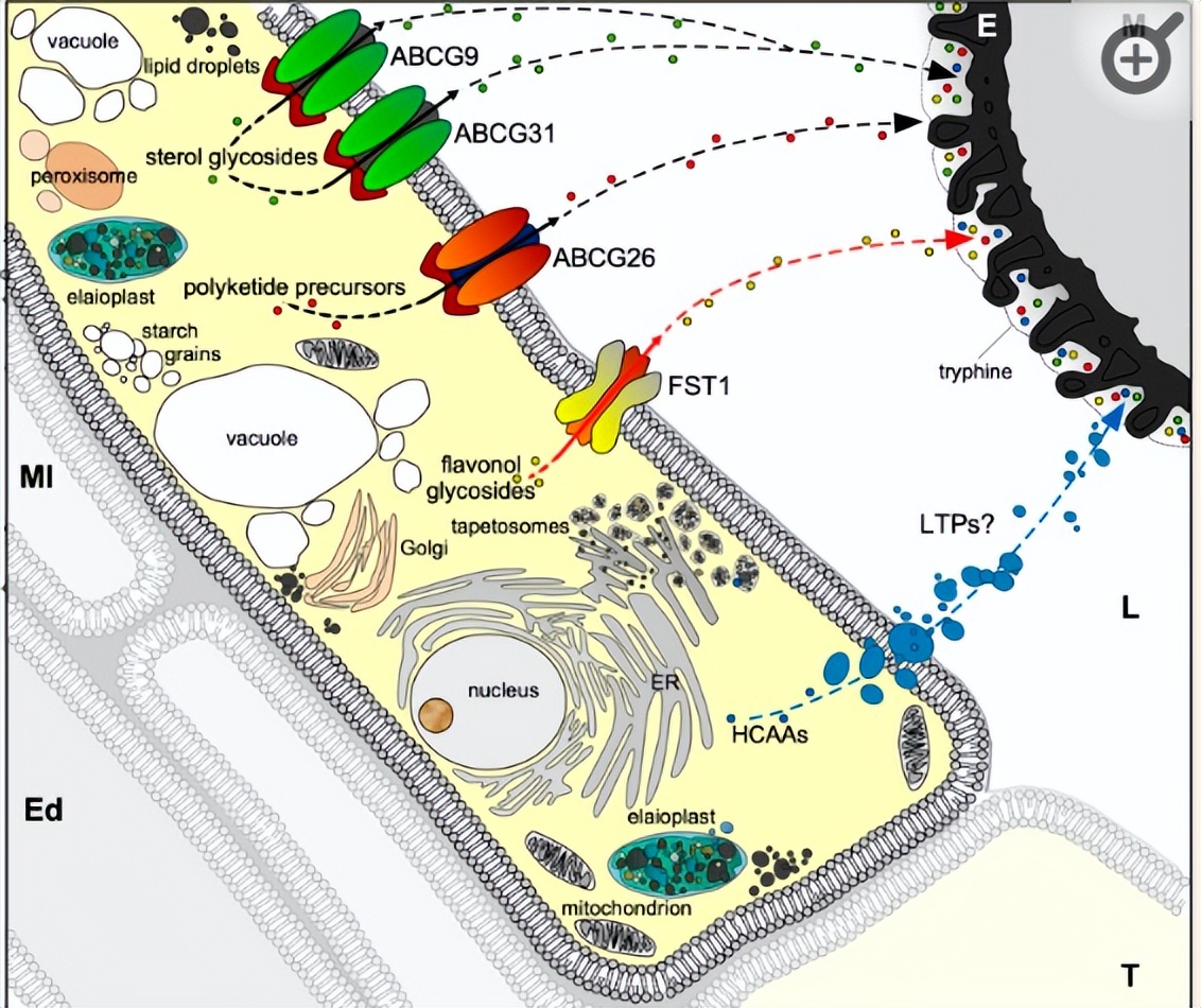 NPF2.8促进因子对拟南芥花粉表面黄酮醇糖苷积累作用的研究