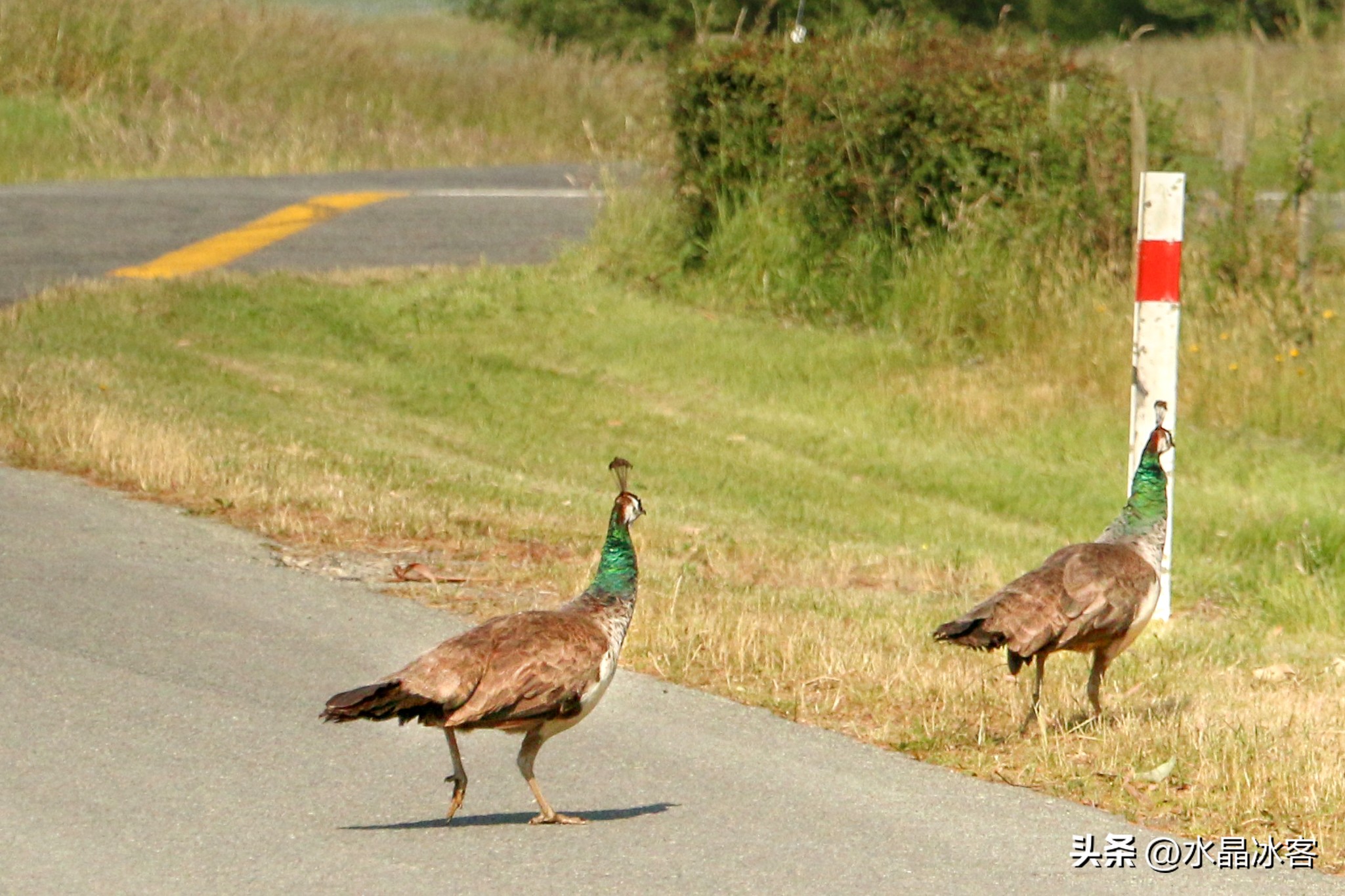 南岛新西兰之旅,新西兰之南岛