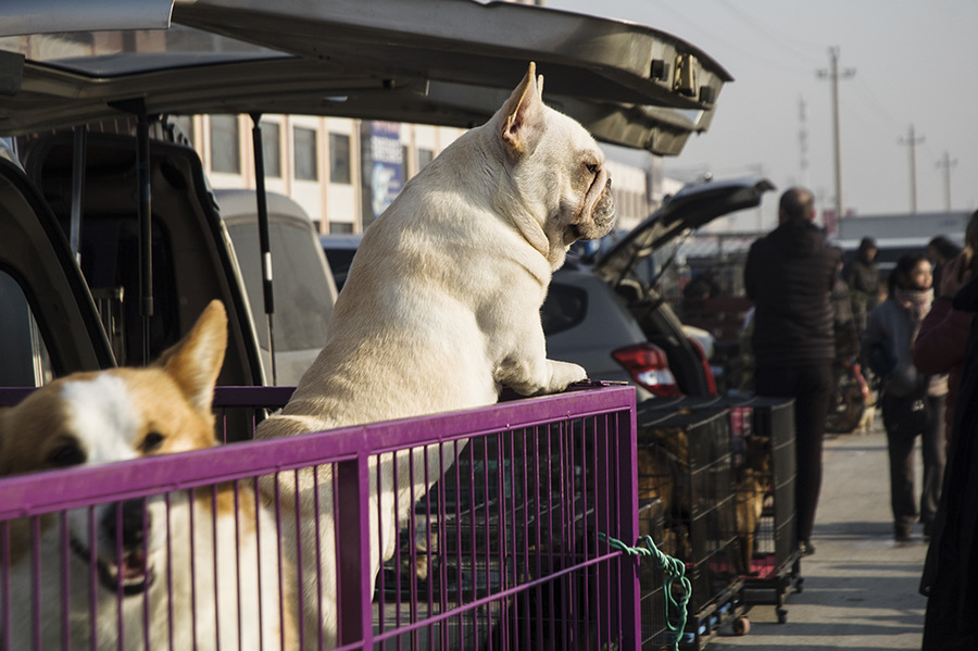 新手推荐养公狗还是养母狗,养公狗和养母狗哪个好