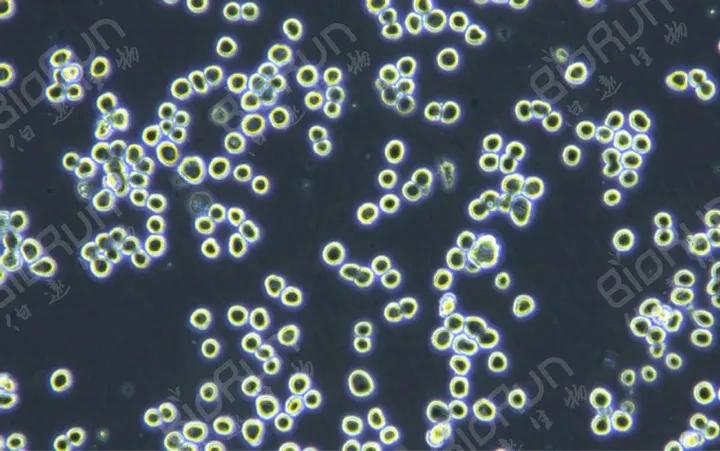 昆虫细胞培养基检测,昆虫饲养手册怎么写
